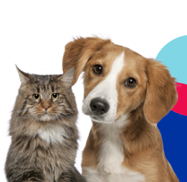 Young cat and dog looking at the camera