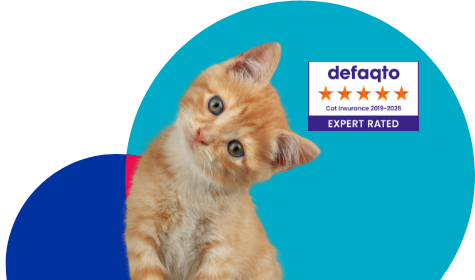 Kitten leaning over looking at the camera