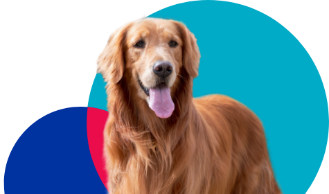 Dog looking at the camera with Public Liability Only pet insurance