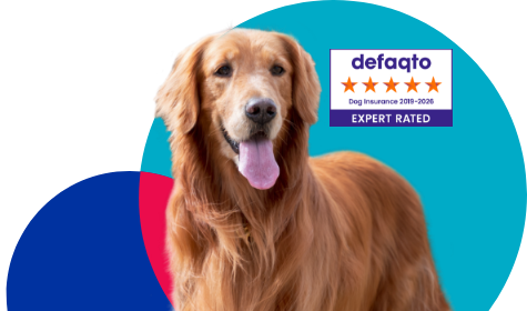 Energetic looking dog catching its breath