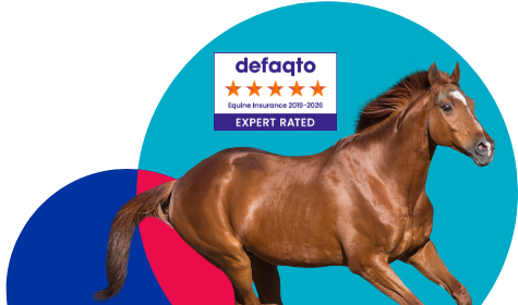 Galloping brown horse with a white blaze