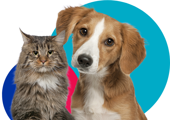 Young cat and dog looking at the camera with Maximum Benefit pet insurance