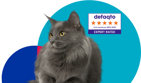 Grey cat looking into the distance