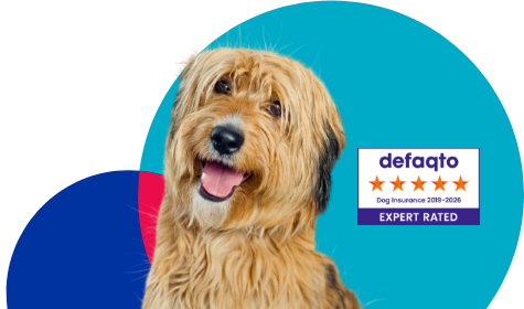 Happy looking dog looking at the camera