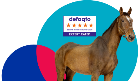 Slim brown horse with a white blaze unsaddled